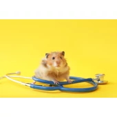 Állategészségügy